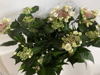 6.5'' Hydrangea Lace Cap
