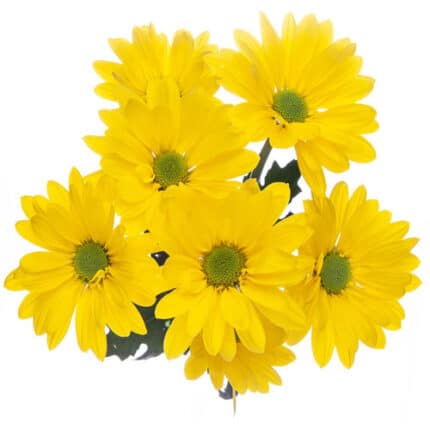 Pom Daisy Feline Yellow SOLE