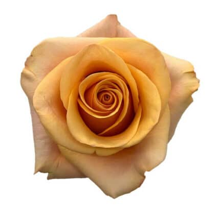 Rose Serenade 60cm florecal