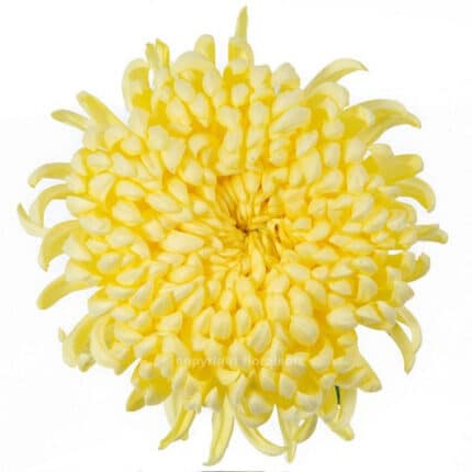Mum Football Yellow florisol