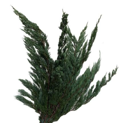 Mint Juniper
