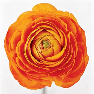 Ranunculus Orange chili