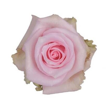 Rose Jessika 70cm sunrite