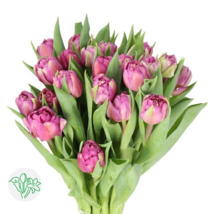 Tulip  Desirelle holl super