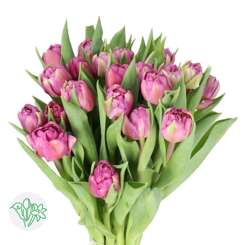 36acfca7-2363-4fab-84af-810f2e872758.jpg Tulip  Desirelle holl super - Image 1