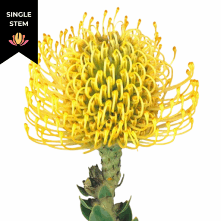 Pins Yellow national(STEM)