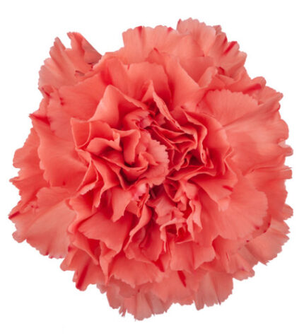 Carnation Select Orange trilog