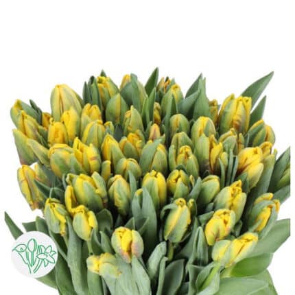 Tulip Flying Parrot holl