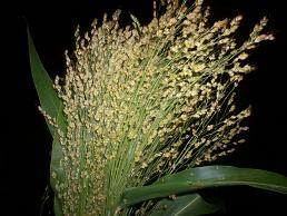 Broomcorn Green cramer