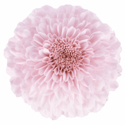 Mum Disbud Ball Pink golden