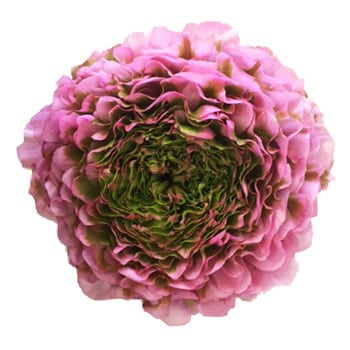 Ranunculus Pon LtPk Green chil