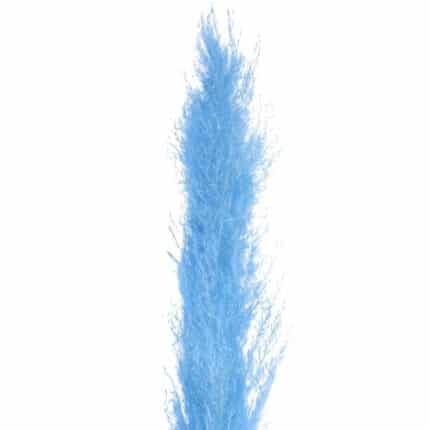 Dried Cortaderia Frost Lt Blue