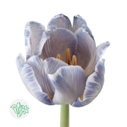 Tulip Painted Blue Maggie holl