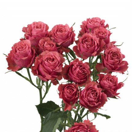 RoseSpray Bellalinda Glee rprima