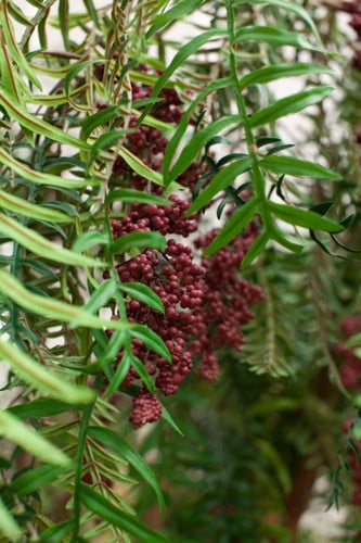 Pepperberry Hanging freshpk