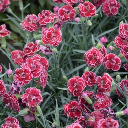 Dianthus Black holl