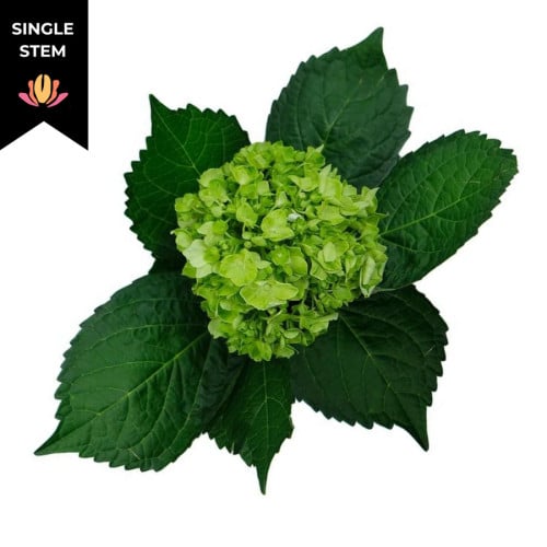 3722a4ac-3525-495c-b52b-45f8d0e2cec3.jpg Hydrangea MiniGreen(st) bella bl - Image 1