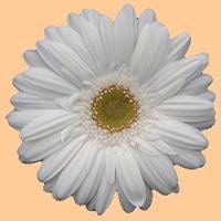 Germini  white star canada