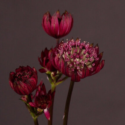 Astrantia Ruby Red holl