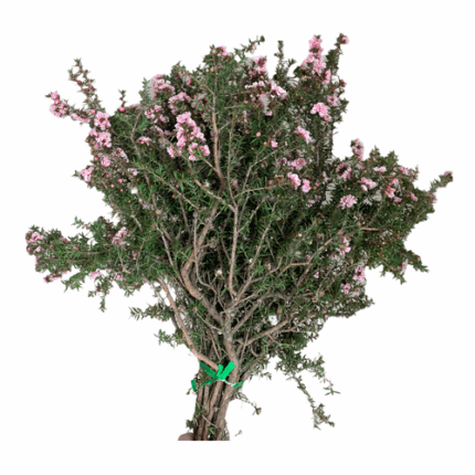 Lypto Lt Pink fisher