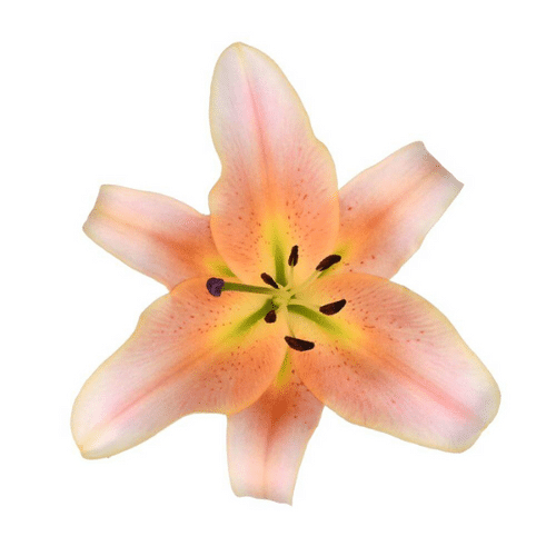 3741ea6e-8266-4eeb-b53d-e3696ba0931a.png Lily Zelmari continental - Image 1