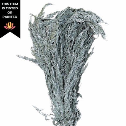 Leyland Cypress Misted White puckett