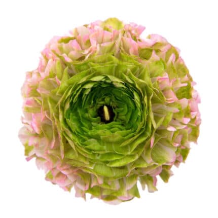 Ranunculus Pon Green Pink israel