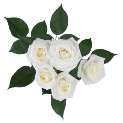 RoseSpray Snow Bubbles rprima
