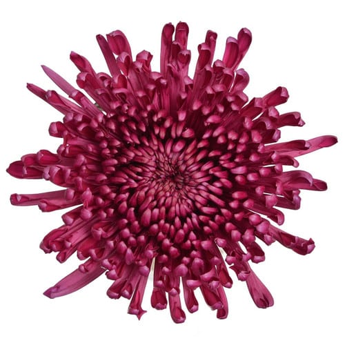 3785f434-b646-4818-8dea-00255591e254.jpg Mum Delistar Purple Nexus tril - Image 1