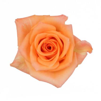Rose Miracle 40cm rprima
