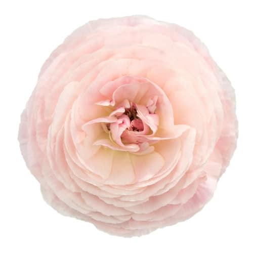 379752f5-762d-440a-bf51-df0d685d1b6a.jpg Ranunculus Pink holl - Image 1
