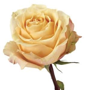 Rose Amaretto 40cm naranjo