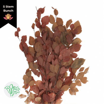 Dried Fagus Autumn holl