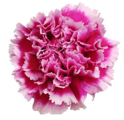 Carnation Sel Tenderly sole pk