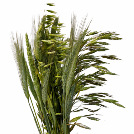 Bouquet Grasses Asst paradise
