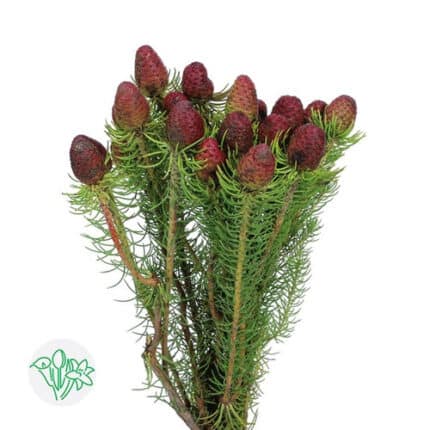 Leuco Cumosum Holex