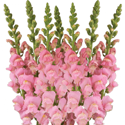 Snapdragon Lg. Lt Pink