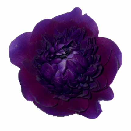 Anemone Fullstar Wine rprima