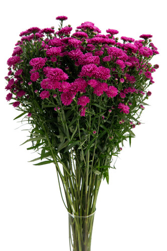 Aster Carnival Petit Magenta V