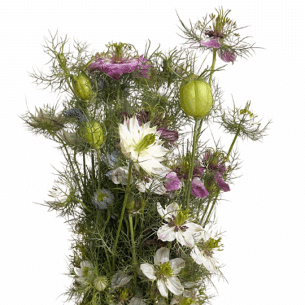 Nigella Mixed Tutuli