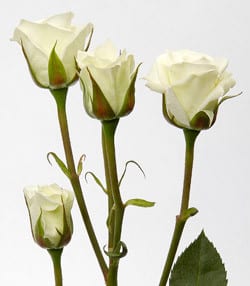 RoseSpray Vivianne rprima
