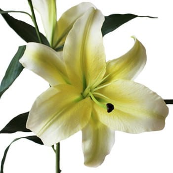 Lily Concador florisol