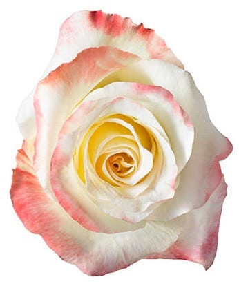 Rose Aubade 40cm rprima