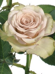Rose Quicksand 60cm priv coll