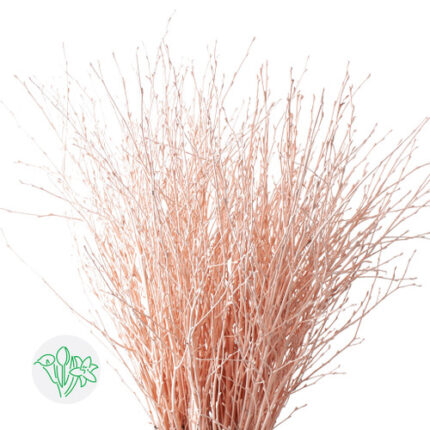 Betula Pendula Apricot holl