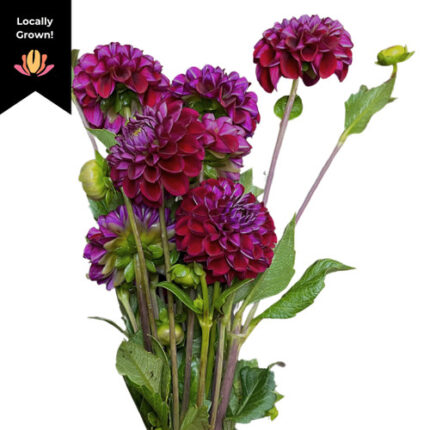 Dahlia Purple local