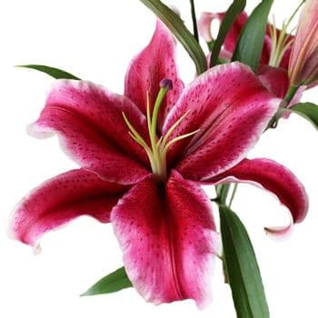 Lily Zorro holex t