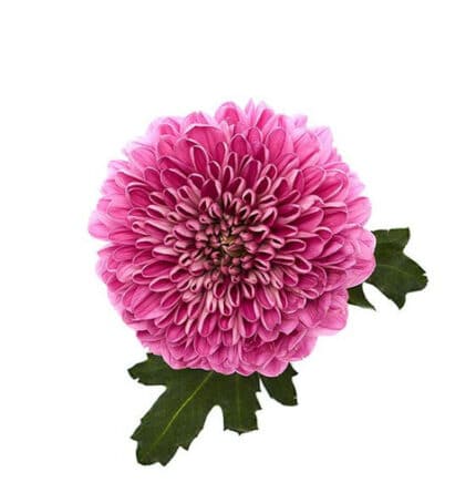 Mum Disbud Ball Lorax fresca