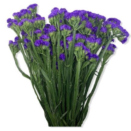 STATICE purple  x5