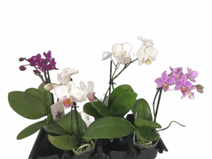 2.5 " PHAL ORCHID